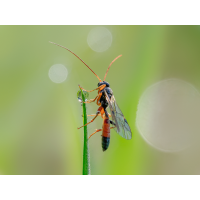 20230515_54930-15.jpg (nob300)