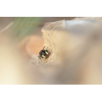 Heliophanus cupreus 03 F4,5-1_320-800.jpg (RobinL)