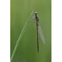 Libelle.jpg (RobinL)