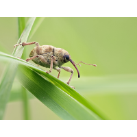 Curculio glandium 04.jpg (RobinL)