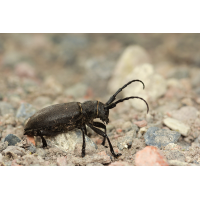 Lamia textor 01b Weberbock.jpg (RobinL)