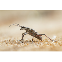 Rhagium inquisitor 02a.jpg (RobinL)