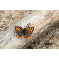 Lycaena phlaeas 03b Kleiner Feuerfalter.jpg (RobinL)