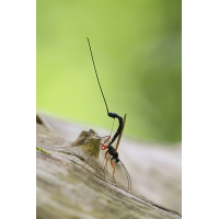 Oft brauchts Glück...
(RobinL) Schlupfwespe 07b.jpg (RobinL)