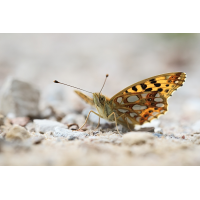 Mit Schmerz erkämpft...
(RobinL) Issoria lathonia 05e.jpg (RobinL)