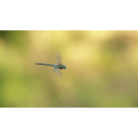 Eine tolle Stunde...
(RobinL) Aeshna mixta 02e Herbst-Mosaikjungfer.jpg (RobinL)