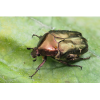 käfer_1200_Protaetiia-metal.jpg (JörgS)