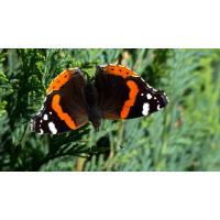 P1160447_topaz-denoiseraw-sharpen_16_9_1200dpi.jpg (mephisto)