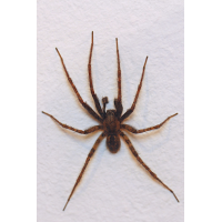 _MG_7280_Winkelspinne_Forum_VI.JPG (mephisto)