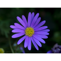 P1160209-blaues_Gänseblümchen_1200dpi.jpg (mephisto)