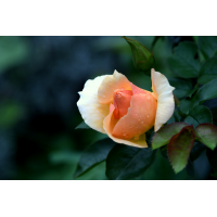 DSC_5817.JPG (Fotoalfred)