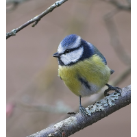 _J2A4659.jpg (Fotoazubi)