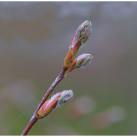 Aronia ( Apfelbeere ).jpg (Sitting Bull)