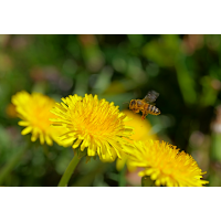 Ein fleißiges Bienchen.JPG (Sitting Bull)