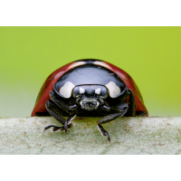 IMG_4286.jpeg (Emakaero)