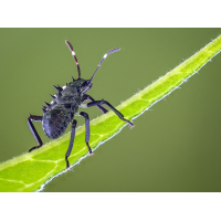 Halyomorpha halys.jpg (Makrocharly)