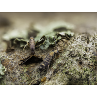 Tomocerus minor  .jpg (Makrocharly)