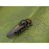 Lonchaea spec.jpg (Makrocharly)