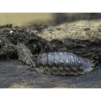 Oniscus asellus.jpg (Makrocharly)