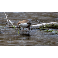 Wasseramsel-.jpg (Hilleberg)