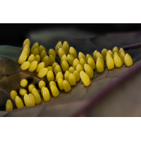 Eigelege Kohlweißling
(epperfoto) gelege.jpg (epperfoto)