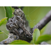 Körbchen.jpg (epperfoto)