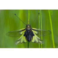 2023-12-19 19-48-24 (B,R17,S3).jpg (epperfoto)