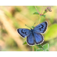 Quentel.jpg (epperfoto)