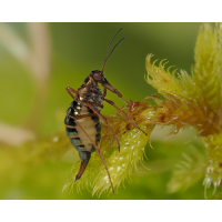 Winterhaft
(epperfoto) Winterhaft.jpg (epperfoto)