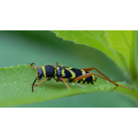 Bockkäfer
(epperfoto) Widderbock.jpg (epperfoto)
