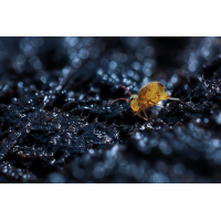 Kugelspringer
(epperfoto) 2025-12-16 20-12-00 (B,R18,S3)15-Bearbeitet.jpg (epperfoto)