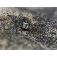 2023-03-18 17-56-19 (C,S2)-Verbessert-Bearbeitet.jpg (epperfoto)