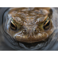 _3240033.jpg (epperfoto)