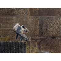 Falken.jpg (epperfoto)