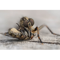 2023-12-24 17-05-04 (B,R17,S3)-Bearbeitet.jpg (epperfoto)