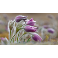 Küchenschellen
(epperfoto) _K2A0898.jpg (epperfoto)