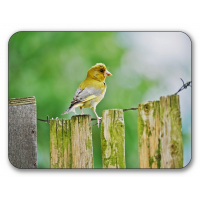 Makroforum-05.jpg (thueringer80)