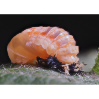 2025-06-07-19.28.33 ZS PMax_forum.jpg (Matthias_Schmidt_Bth)