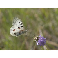 20250625_7307 Kopie 2.jpg (wildfarben)