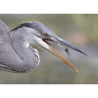 Durchflug?
(wildfarben) Durchflug.jpg (wildfarben)