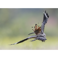 Wiedehopf.jpg (wildfarben)