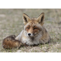 Fuchs_Portrait.jpg (wildfarben)