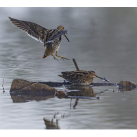 Bekassinen.jpg (wildfarben)