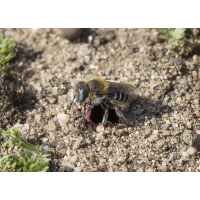 Versorgung
(wildfarben) Mohnbiene.jpg (wildfarben)