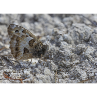 Berghexe.jpg (wildfarben)