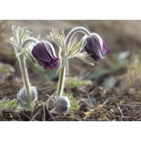 Wiesenküchenschelle.jpg (wildfarben)