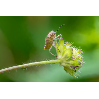 Beerenwanze
(Jo-68er) Jo-3-klein..jpg (Jo-68er)