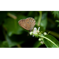 Braune Waldvogel Schornsteinfeger 02.jpg (Roland_Pl)