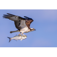Fischadler - der mit dem Fisch fliegt !
(Faruk Kizil) Fischadler 260424 02 forum.jpg (Faruk Kizil)