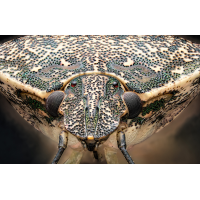 Halyomorpha_halys.jpg (ErnstP)